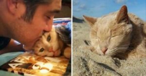 Il gatto è stato abbandonato quando aveva 17 anni, ma per lui non tutto è perduto