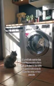 Gatto miagola alla lavatrice (VIDEO)