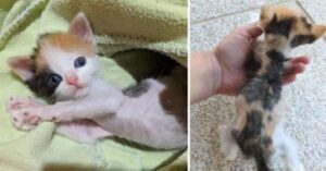 Il gattino magro e fragile si è trasformato: ora il suo aspetto è completamente differente