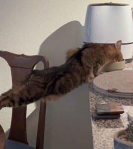 Gatto amante del crossFit: stretching per arrivare al cibo (VIDEO)