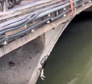 Il gattino inzuppato intrappolato sotto il ponte si rivela la creatura più adorabile di sempre (VIDEO)