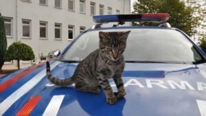 Gatto adottato da un commissariato in Turchia operato