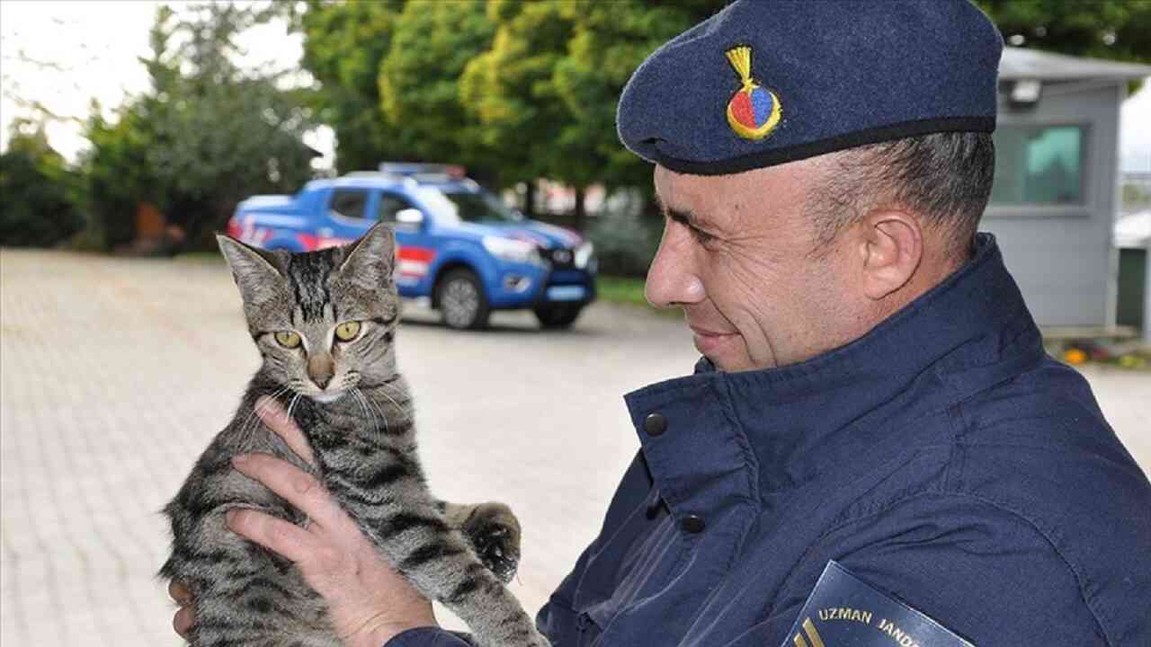 Gatto di nome Argento