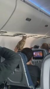 Gatto appare a sorpresa in prima classe durante un volo e si muove in modo unico