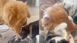 Il gatto accoglie il suo nuovo fratello canino e i due diventano migliori amici (VIDEO)