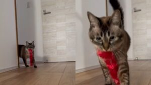 Il gatto vuole giocare, per convincere il padrone gli porta il suo gioco preferito (VIDEO)