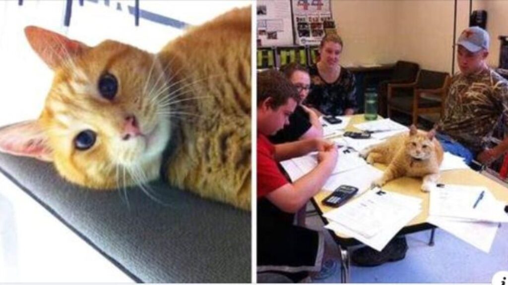 gatto frequenta lezioni con studenti