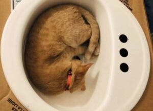 Questo gatto arancione adora talmente tanto stare nei lavandini che i suoi padroni gliene hanno comprato uno