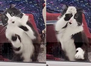 Il gatto balla per tutti i visitatori del rifugio e parla con loro per riuscire a farsi adottare (VIDEO)