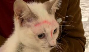 Allarme maltrattamenti: un gatto con il muso imbrattato