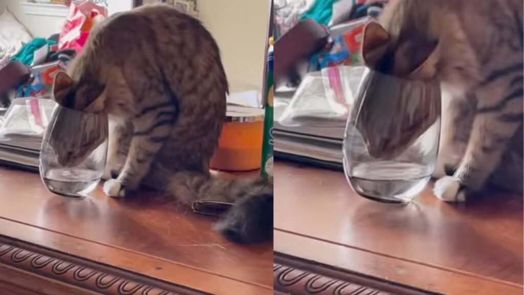 gatto incastrato in un bicchiere