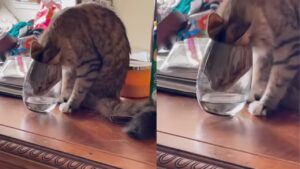 Il gattino decide di bere l’acqua da un bicchiere e la scena è tutta da ridere (VIDEO)
