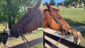 Il gattino fa amicizia con un cavallo e ama passare il tempo coccolandosi a vicenda (VIDEO)