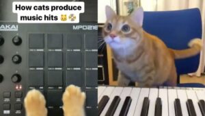Il gatto ama fare il dj e non permette a nessuno di intromettersi nel suo lavoro (VIDEO)