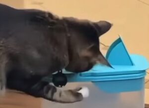 Il gatto furbo ha trovato un modo davvero intelligente per rubare i croccantini dalla scatola (VIDEO)