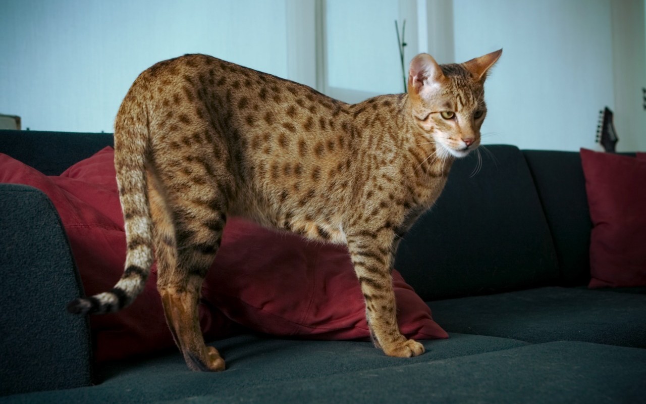 gatto ashera sul divano di casa