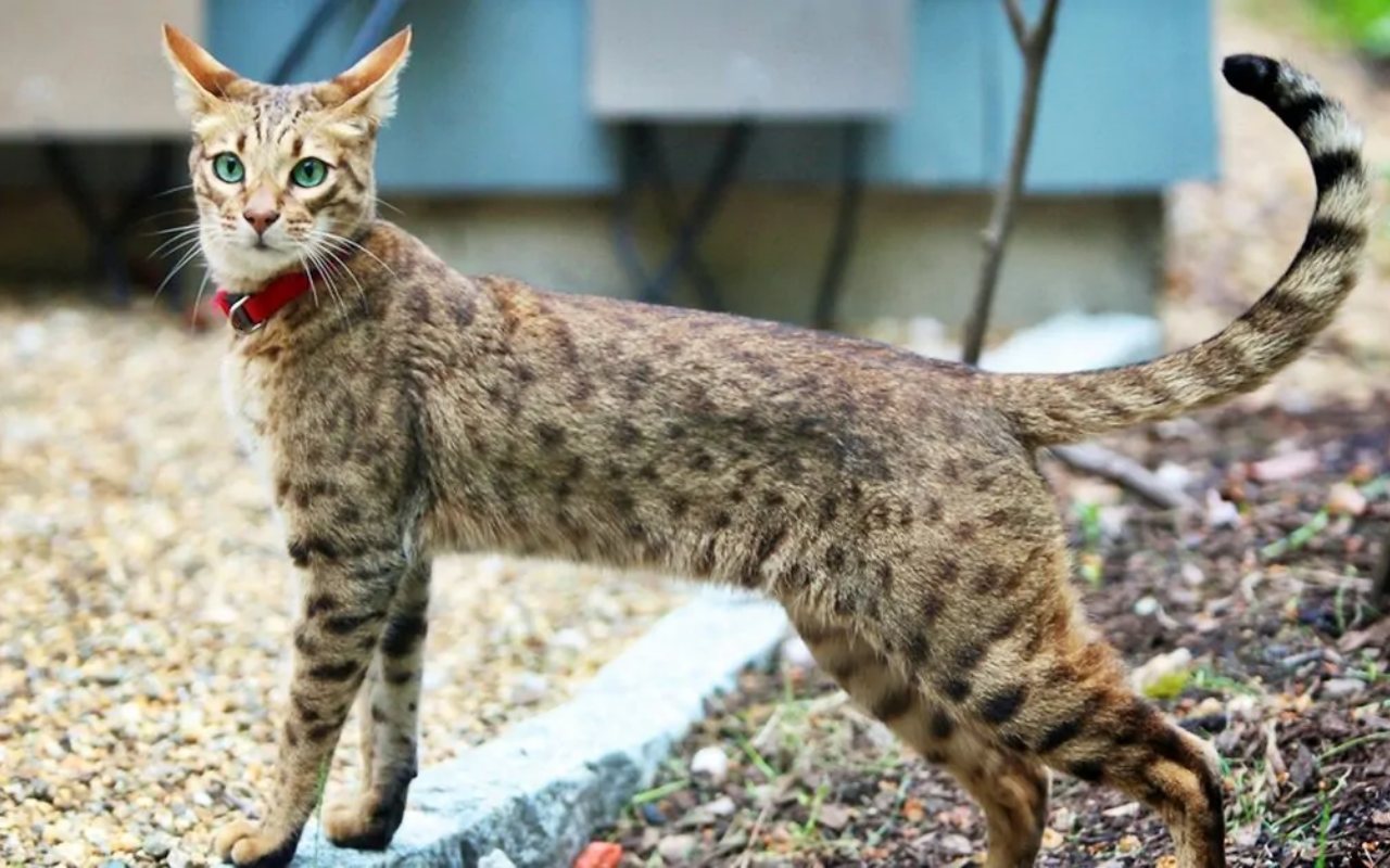 gatto ashera con il collare rosso