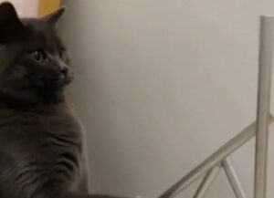 Il gatto grigio cerca di capire il funzionamento di uno strano oggetto metallico (VIDEO)