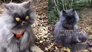 Il gattino è in preda ad una crisi esistenziale, ma si sforza per riderci su (VIDEO)
