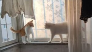 Il gattino cerca di fuggire dal suo rivale, ma si ritrova in una situazione scomoda (VIDEO)