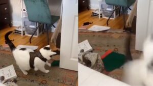 Il gattino rimane incastrato con le unghie e si spaventa da solo, creando un divertente teatrino (VIDEO)