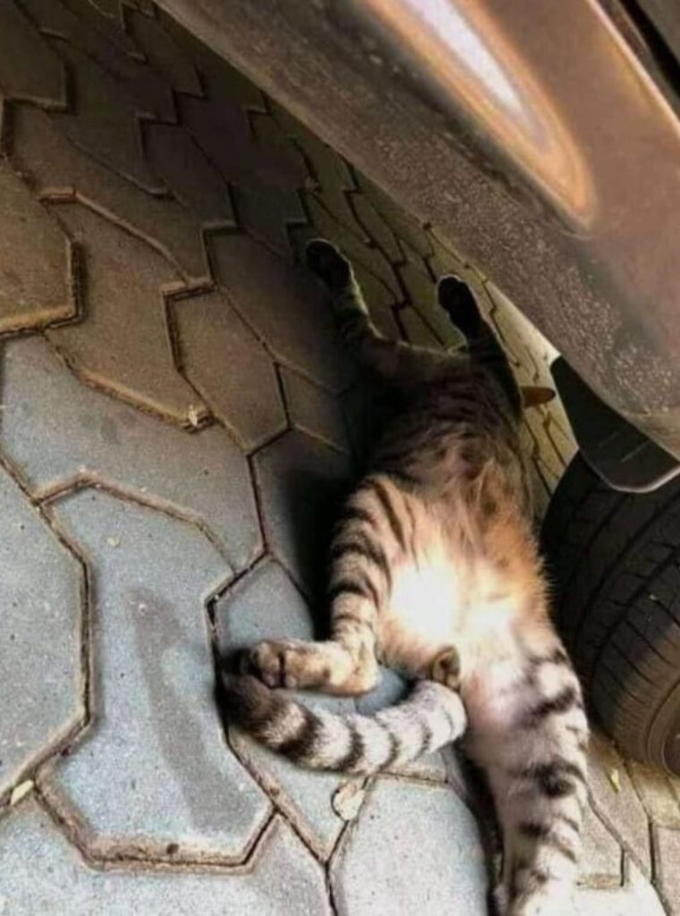 gatto sotto macchina