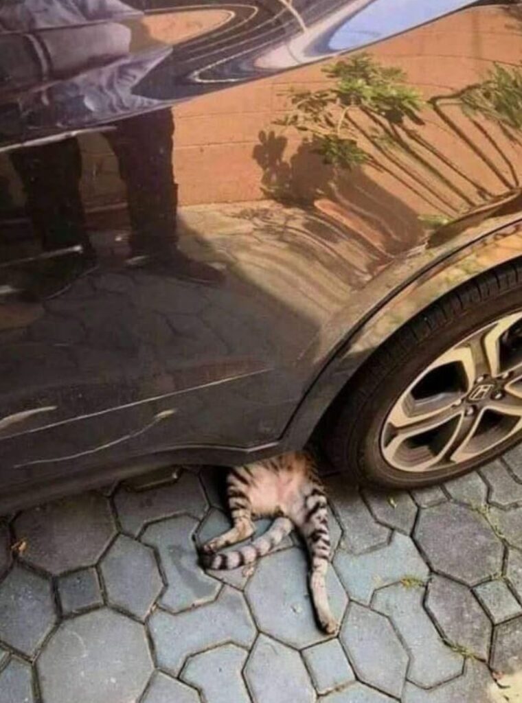 gatto sotto macchina