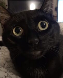 Gatto abbraccia una ragazza: lei la salva (VIDEO)
