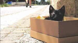 Installa una telecamera nascosta per vedere in quanto tempo viene salvato il gattino: è straziante