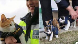 L’adorabile gattina randagia incinta si intrufola in una caserma: ora lei e i suoi gattini sono dei poliziotti