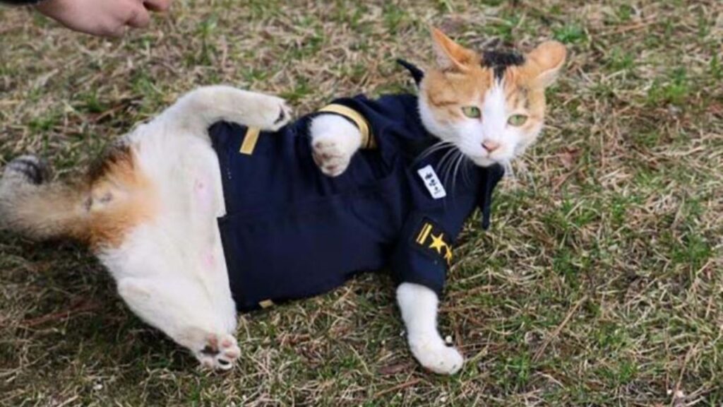 gatto poliziotto