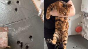 Il gatto cammina sul cemento fresco e le sue impronte racconteranno per sempre questa storia (VIDEO)