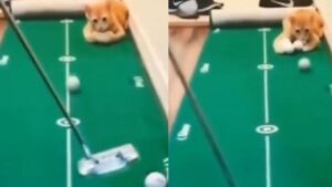Il gatto ama rubare tutte le palline da minigolf al padrone mentre questo gioca, lasciandolo senza (VIDEO)