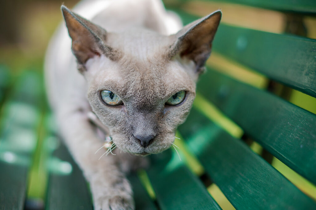 gatto sbatte i denti perché è predatore