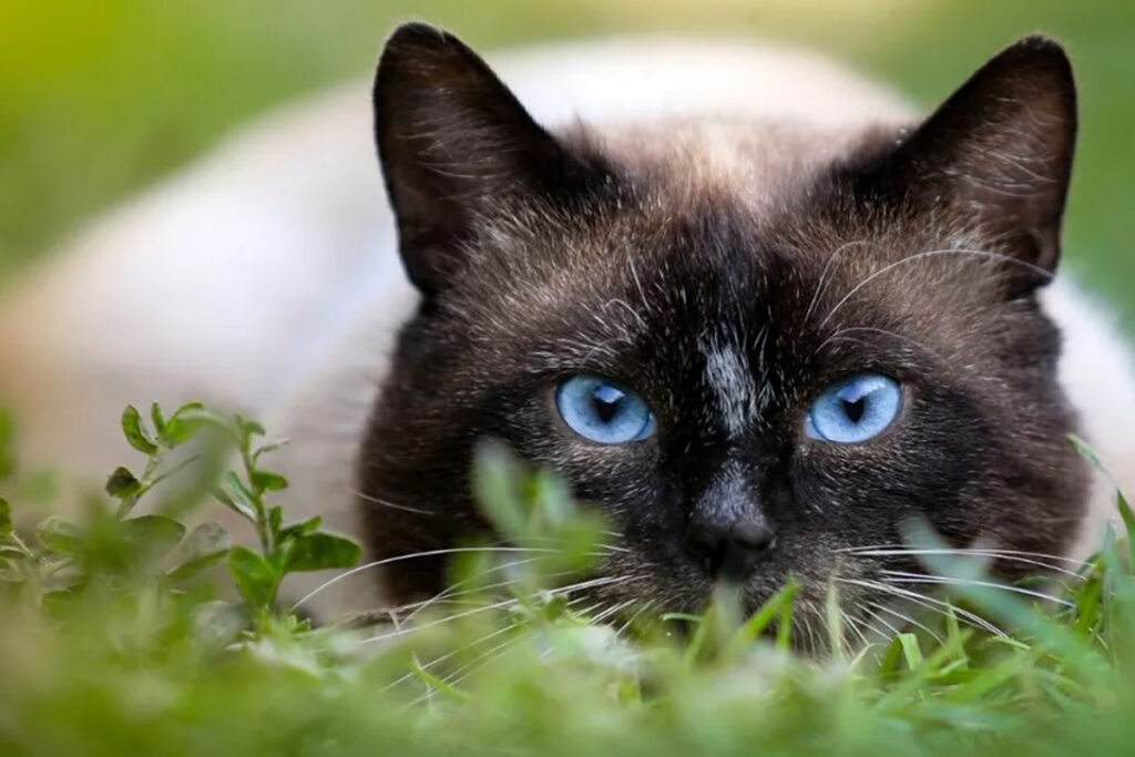 gatto sbatte i denti e cerca di catturare topo