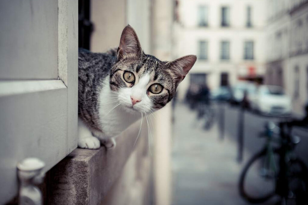 Gatto sbatte i denti perché non cattura preda