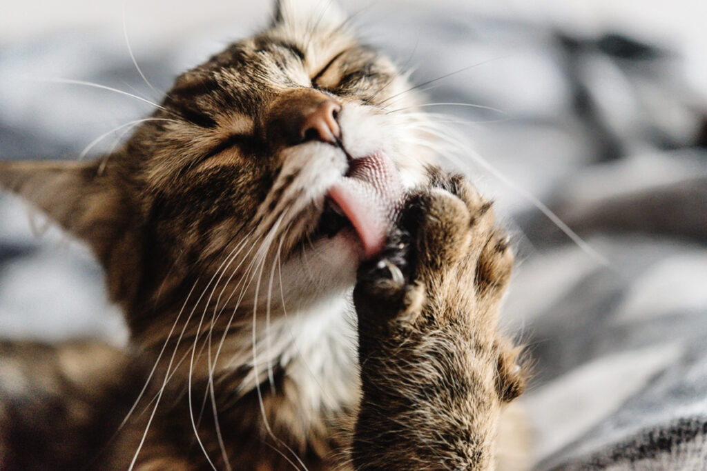 gatto si strappa il pelo per dolore