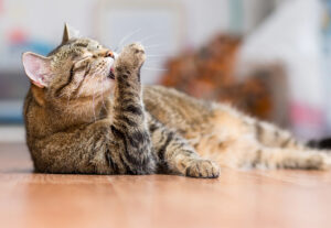 Perché il gatto si strappa il pelo?