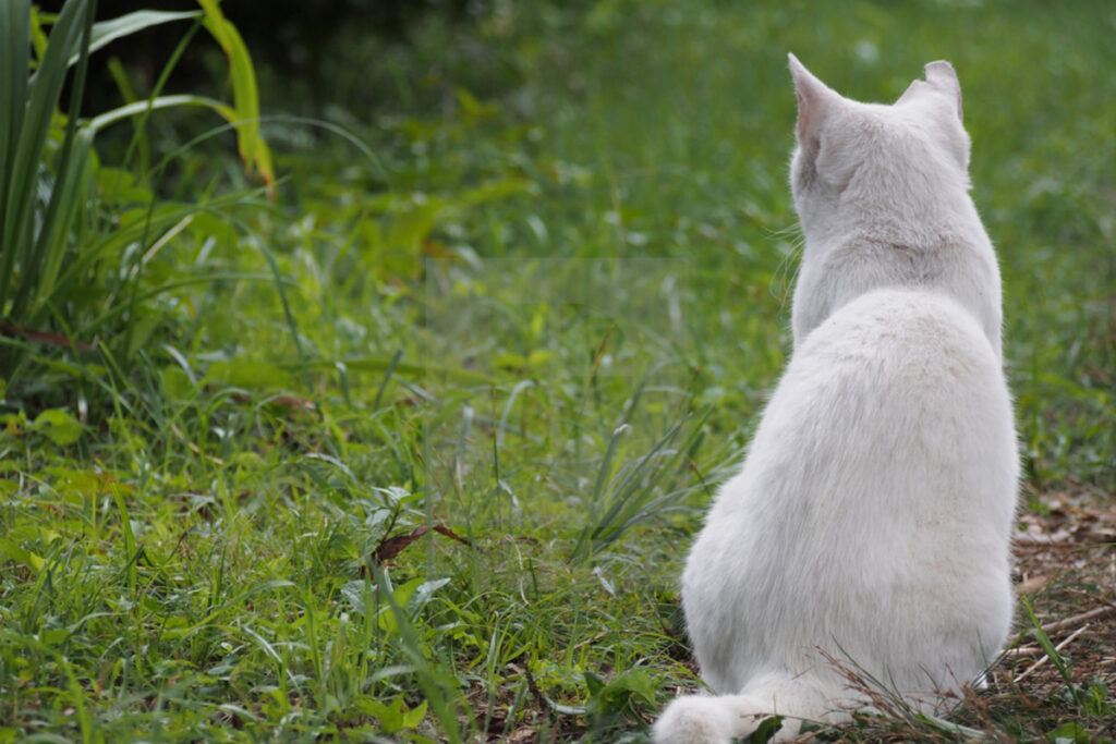 gatto bianco ti da le spalle