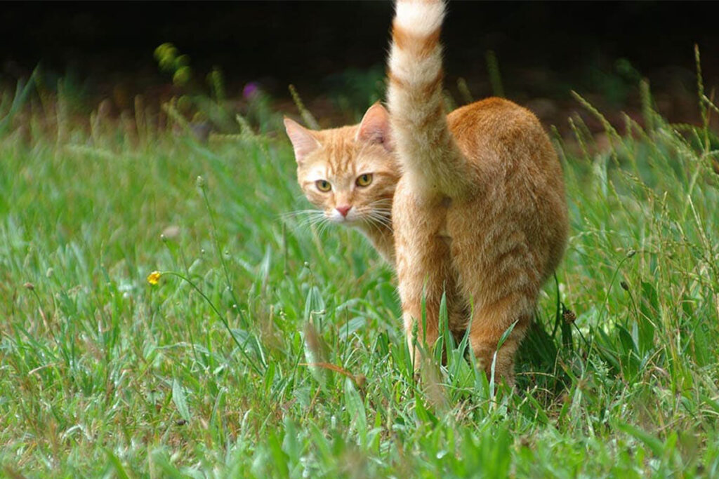 gatto ti da le spalle e si gira