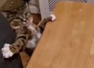 Il gatto tigrato non fa attenzione a dove mette le zampe e finisce per rotolare giù dal tavolo (VIDEO)