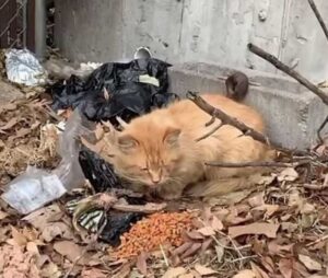 Il gatto viveva fuori al freddo e al gelo fino a quando non ha fatto un incontro decisivo