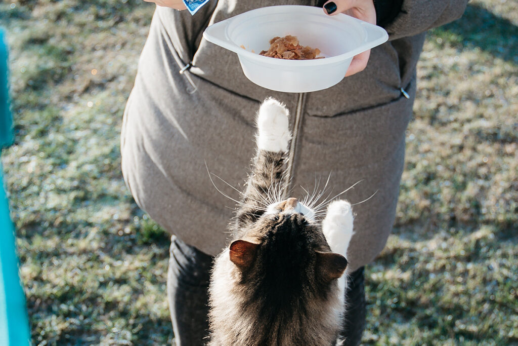 lasciare il cibo al gatto che ha fame