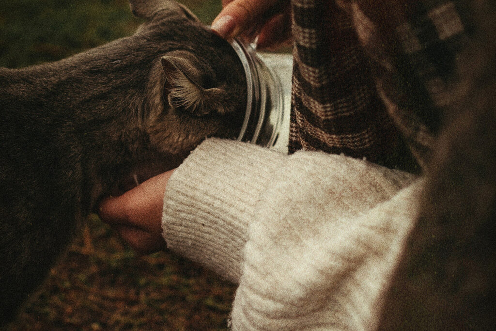 lasciare il cibo a disposizione del gatto