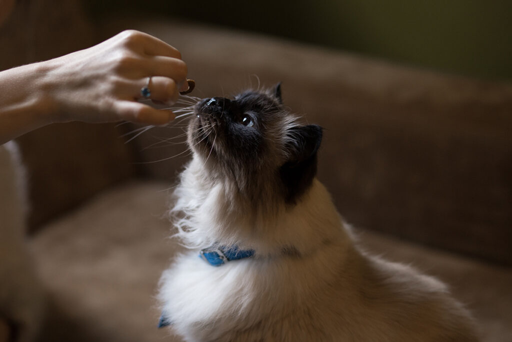 lasciare il cibo al gatto o razionare