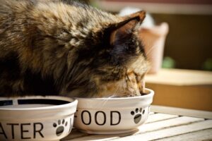 Lasciare il cibo al gatto tutto il giorno: si può fare?