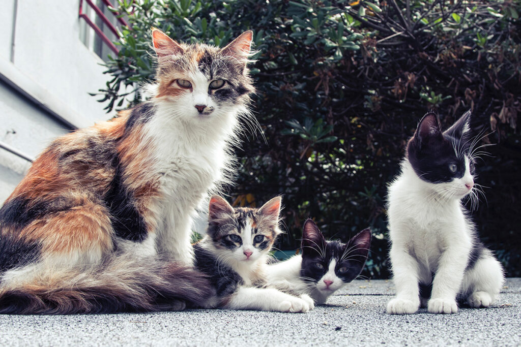 mamma gatta e cuccioli convivenza all'aperto