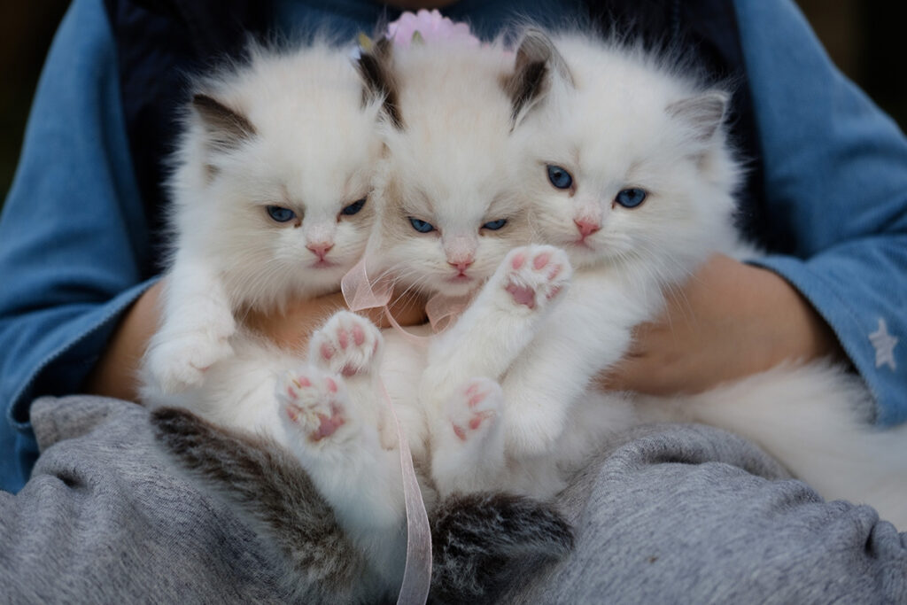 mamma gatta e cuccioli quando finisce convivenza