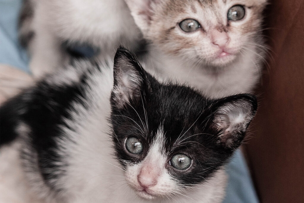 mamma gatta e cuccioli convivenza naturale