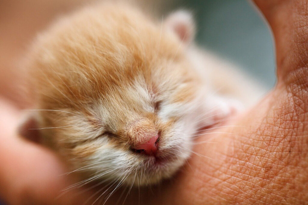 mamma gatta e cuccioli convivenza e svezzamento precoce